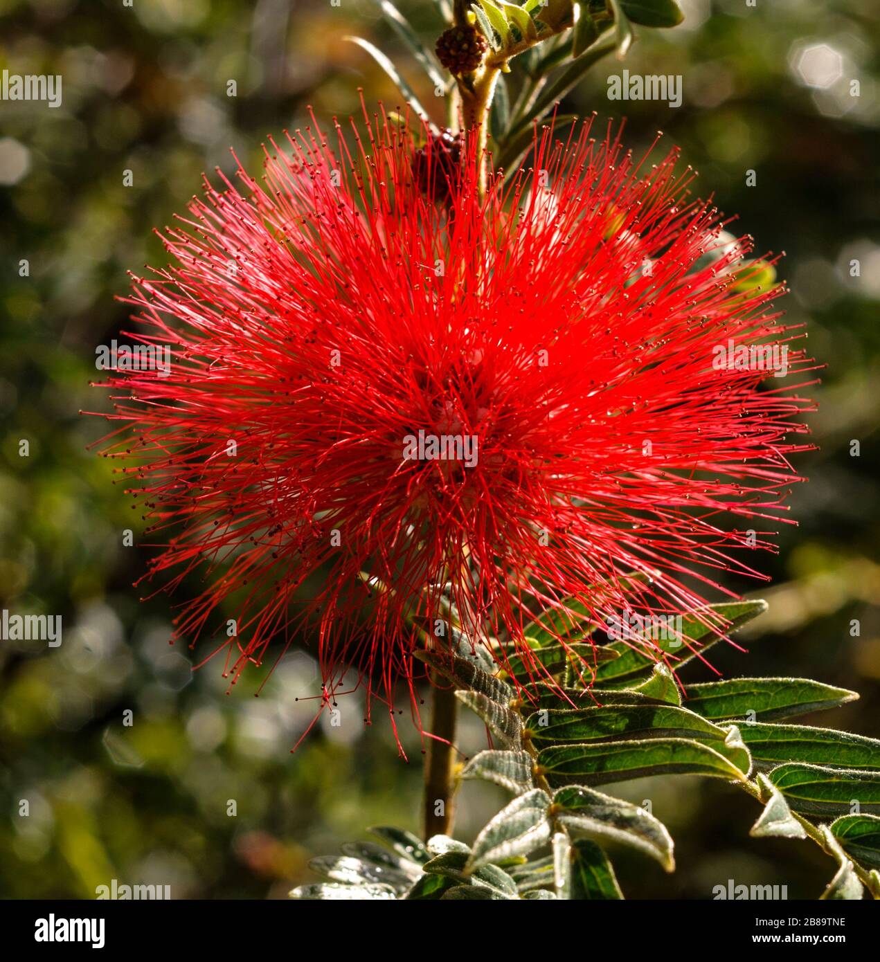 Calliandra haematocephala Banque D'Images