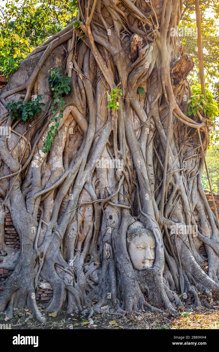 Grand arbre de bodhi avec la tête de Bouddha dans les racines d'arbre au Temple Wat Mahathe Ayutthaya Thaïlande. Est l'endroit le plus populaire pour les touristes étrangers. Banque D'Images