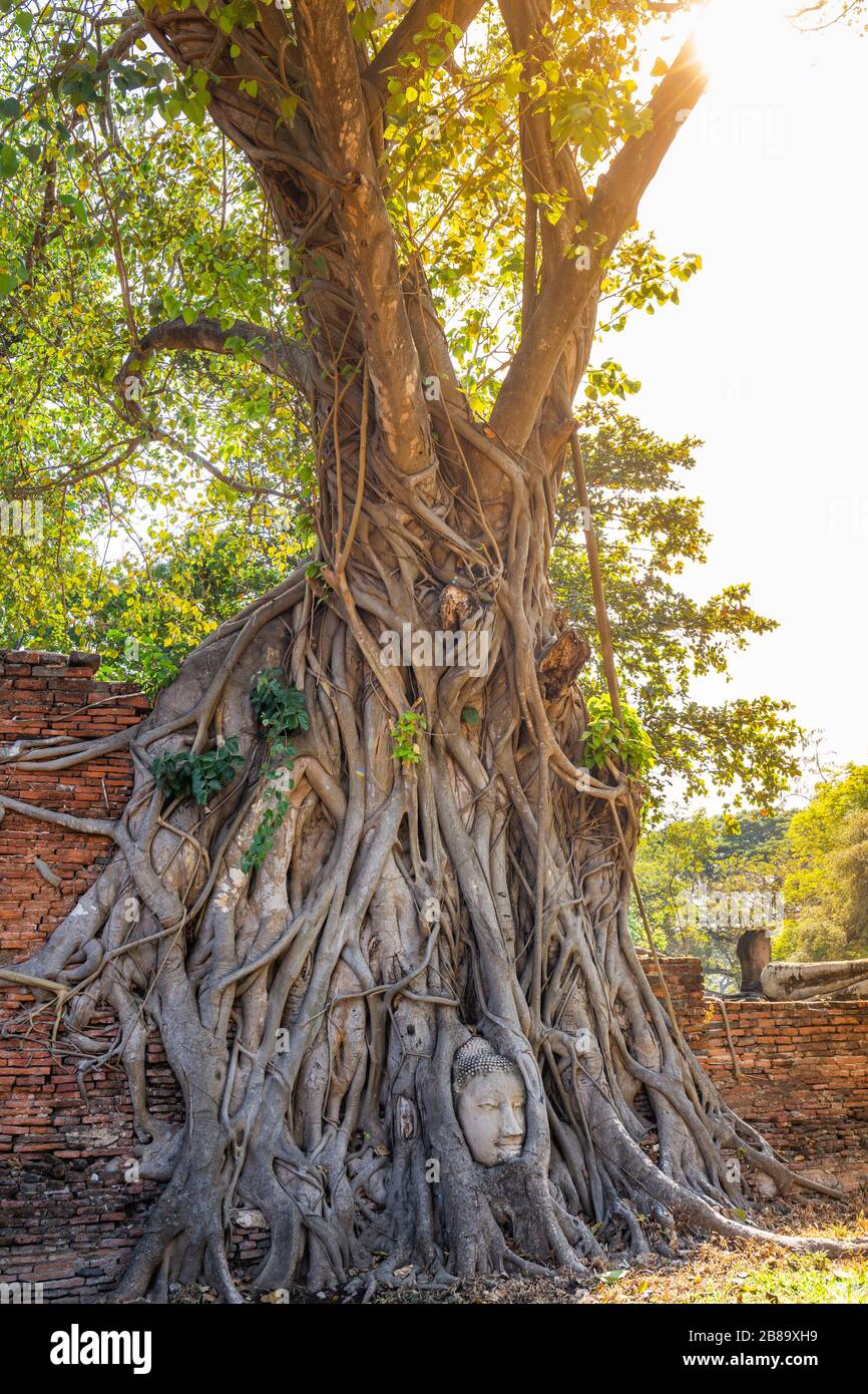Grand arbre de bodhi avec la tête de Bouddha dans les racines d'arbre au Temple Wat Mahathe Ayutthaya Thaïlande. Est l'endroit le plus populaire pour les touristes étrangers. Banque D'Images