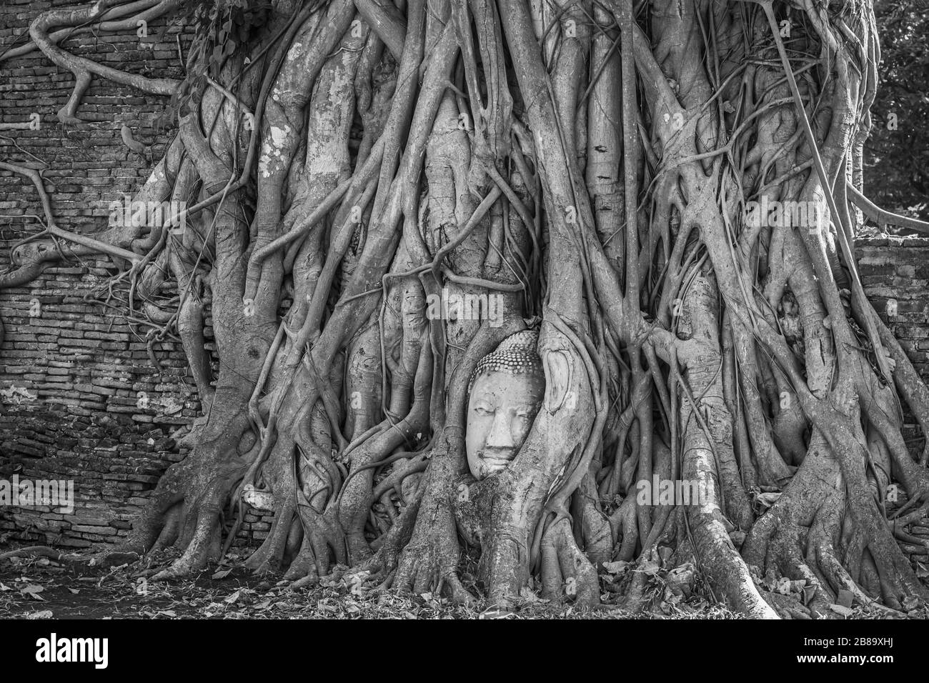 Tête de Bouddha dans les racines d'arbre au Temple Wat Mahathe Ayutthaya Thaïlande. Est l'endroit le plus populaire pour les touristes étrangers. Noir et blanc Banque D'Images