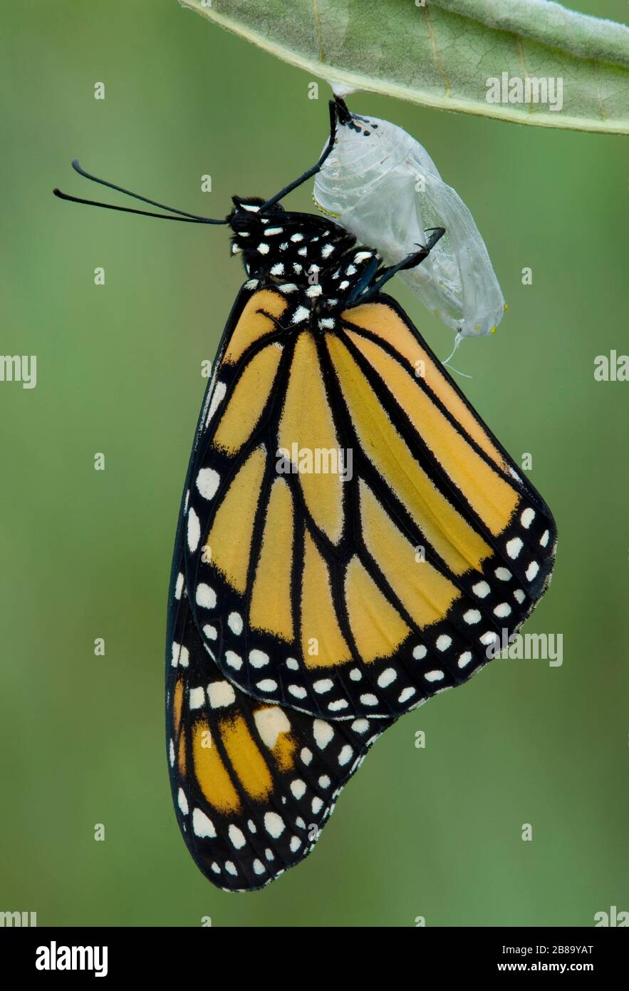 Le papillon monarque vient de émerger de chrysaliles (Danaus plexippus), E Amérique du Nord, par Skip Moody/Dembinsky photo Assoc Banque D'Images