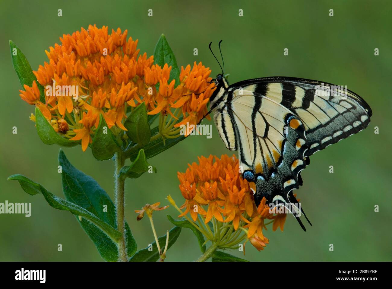 East Tiger Swallowtail Butterfly Papilio glucus se nourrissant sur Butterfly Weed Asclepias tuberosa E USA, par Skip Moody/Dembinsky photo Assoc Banque D'Images