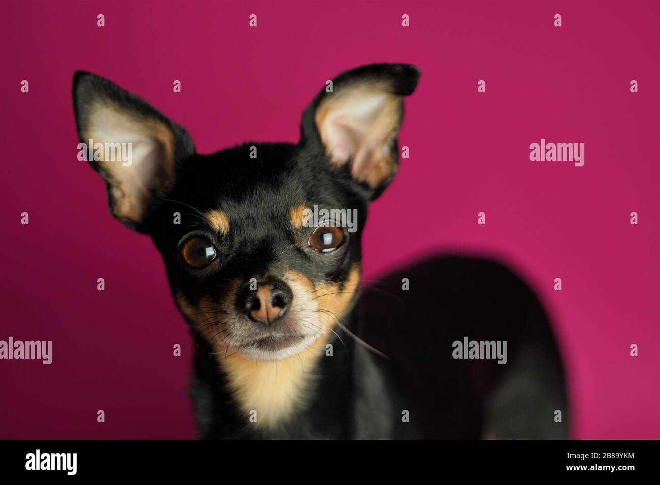 Magnifique chien noir de Toy Terrier se reproduit sur un fond rose vif.gros plan. Banque D'Images