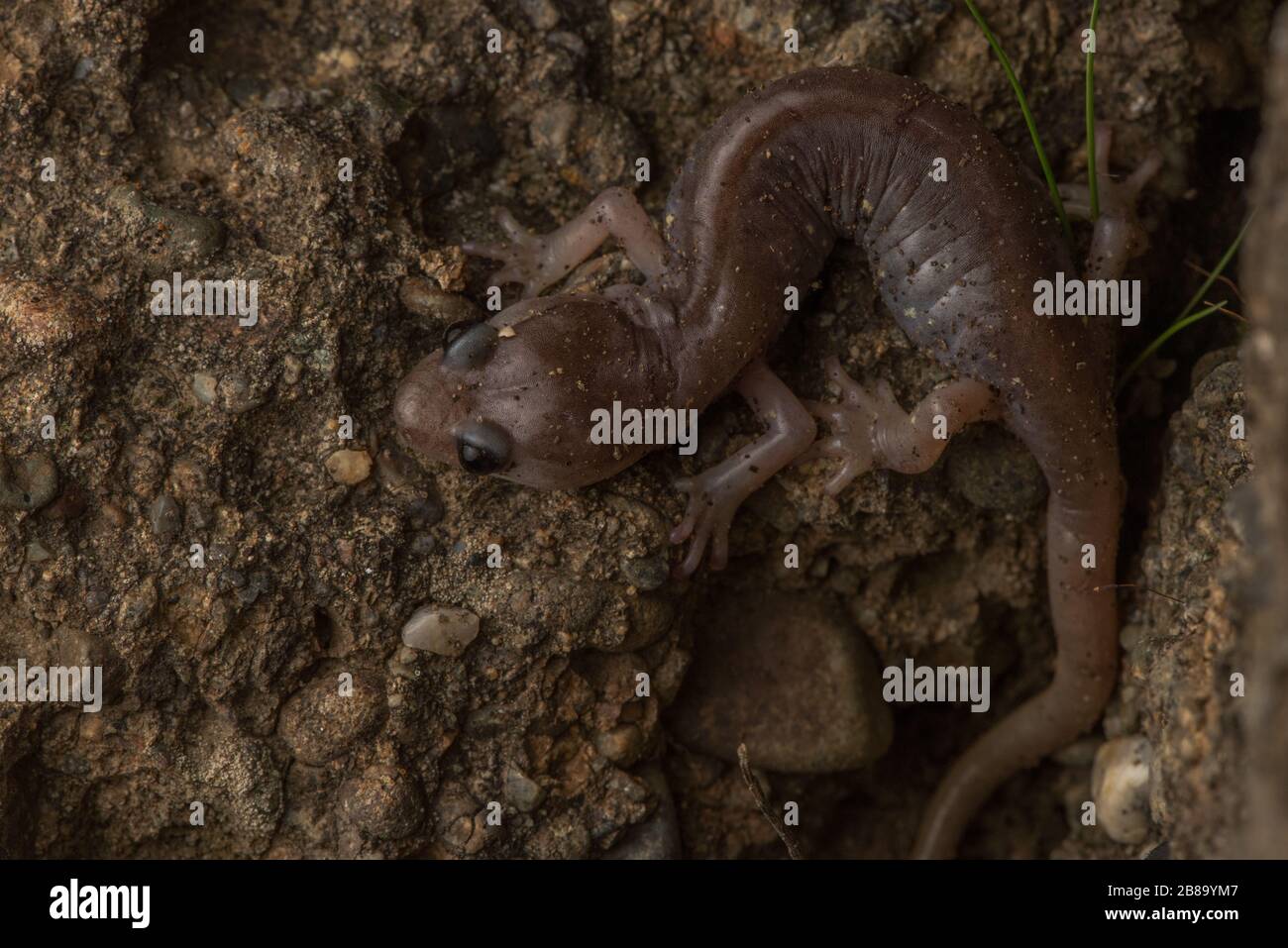 Une salamandre arboricole (Anéides lugubris) de la région de la baie de Californie. Banque D'Images
