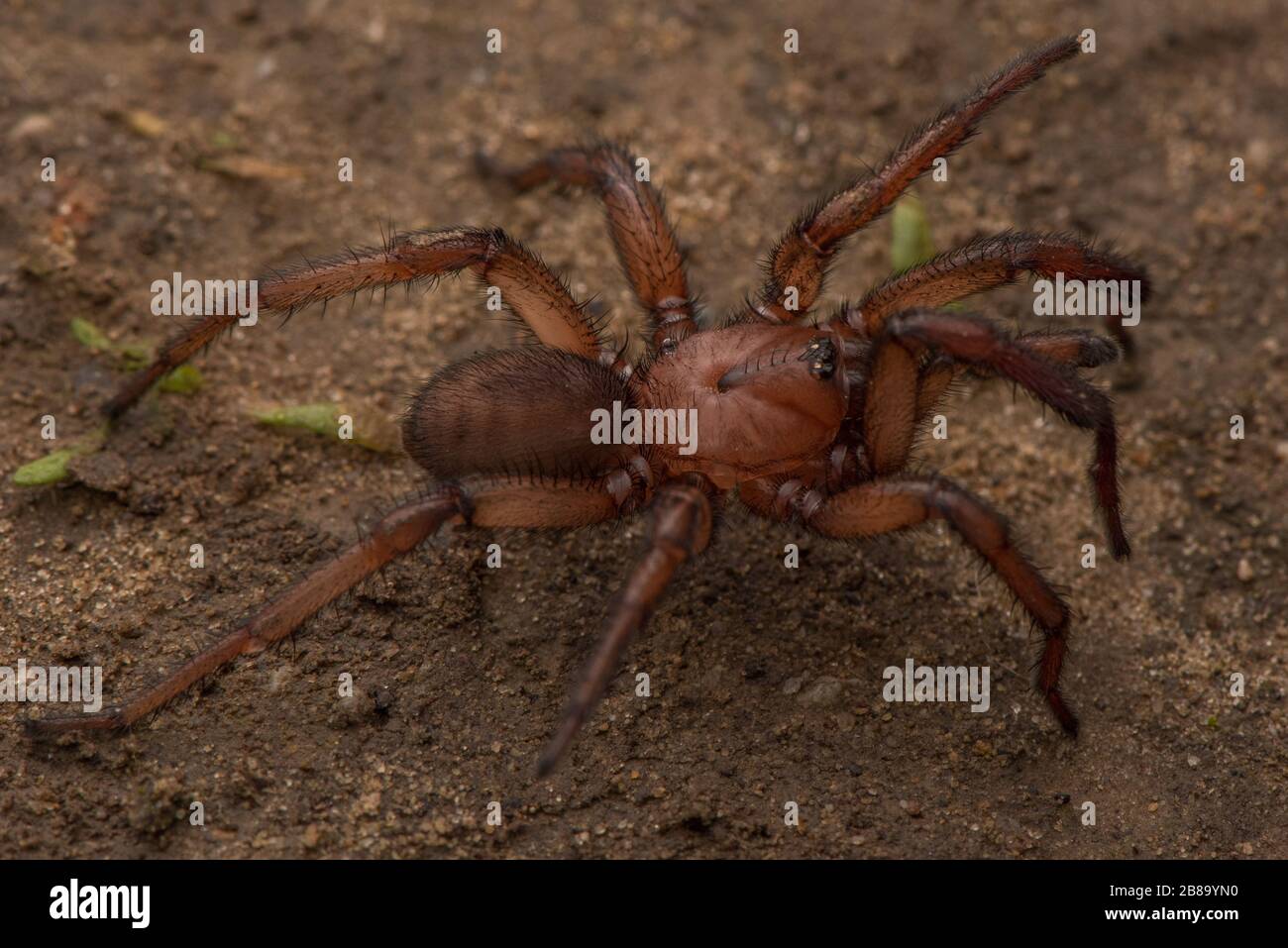 Une araignée d'espèces Aptostichus sur le rampement, mieux connue sous le nom d'araignée de porte de piège de wafer, un type de mygalomorphe endémique à la Californie. Banque D'Images