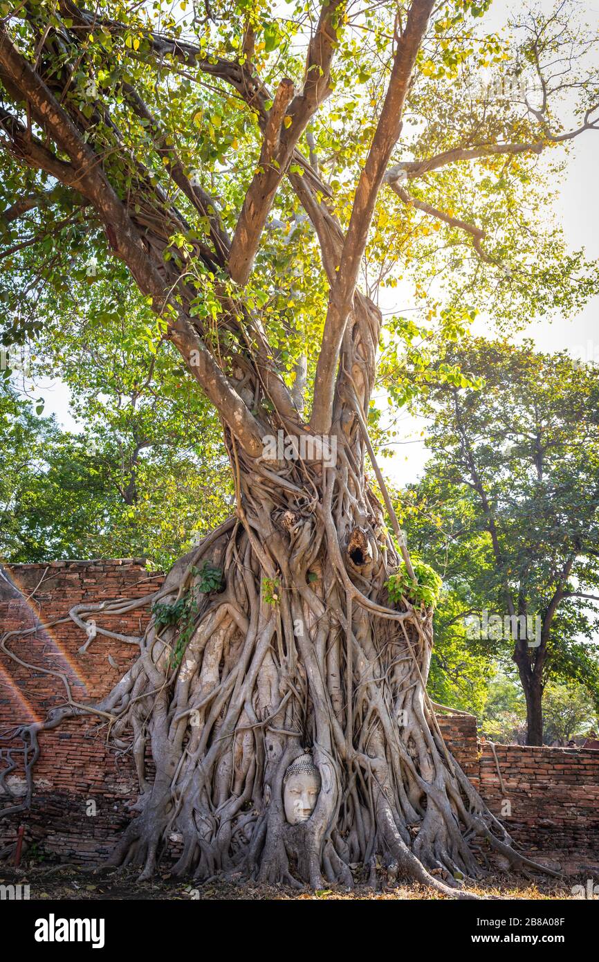 Grand arbre de bodhi avec la tête de Bouddha dans les racines d'arbre au Temple Wat Mahathe Ayutthaya Thaïlande. Est l'endroit le plus populaire pour les touristes étrangers. Banque D'Images