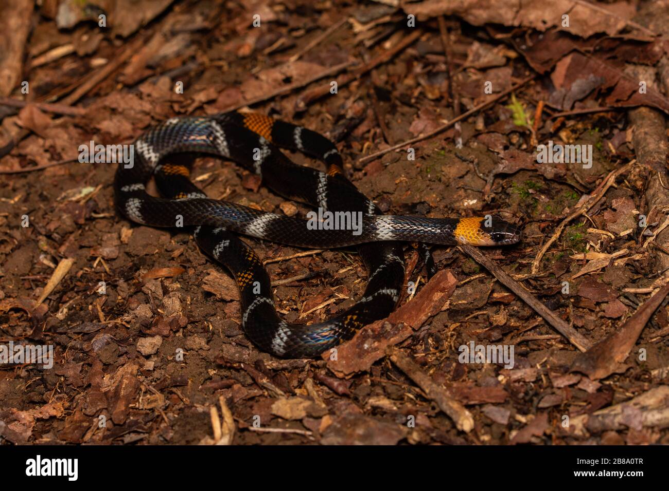 Calico Snake (Oxyrhopus vanidicus) à tête noire de l'Amazonie péruvienne. Banque D'Images