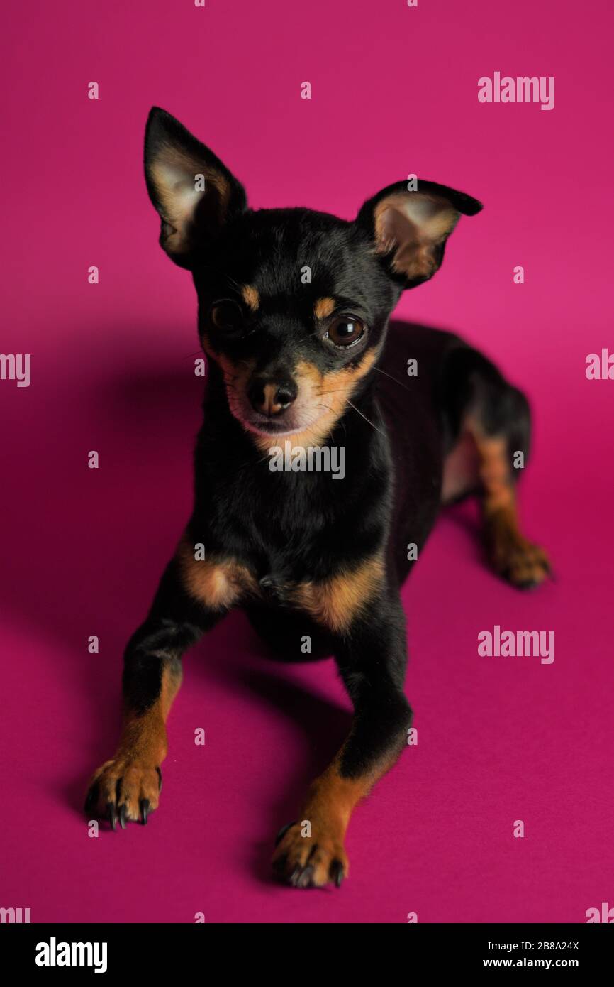 Le magnifique chien noir de la race Toy Terrier se trouve sur un fond rose vif.gros plan. Banque D'Images