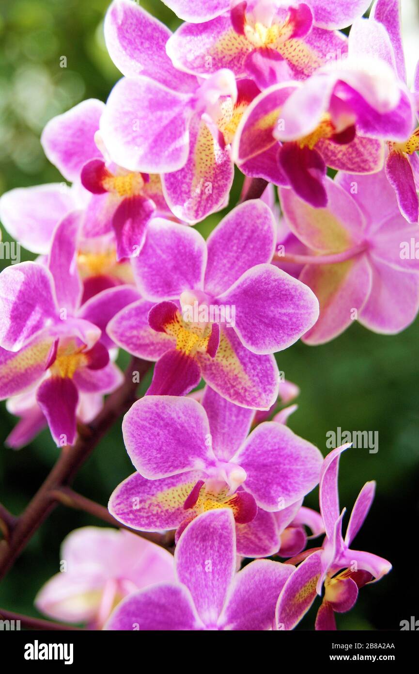Orchid Show Banque D'Images
