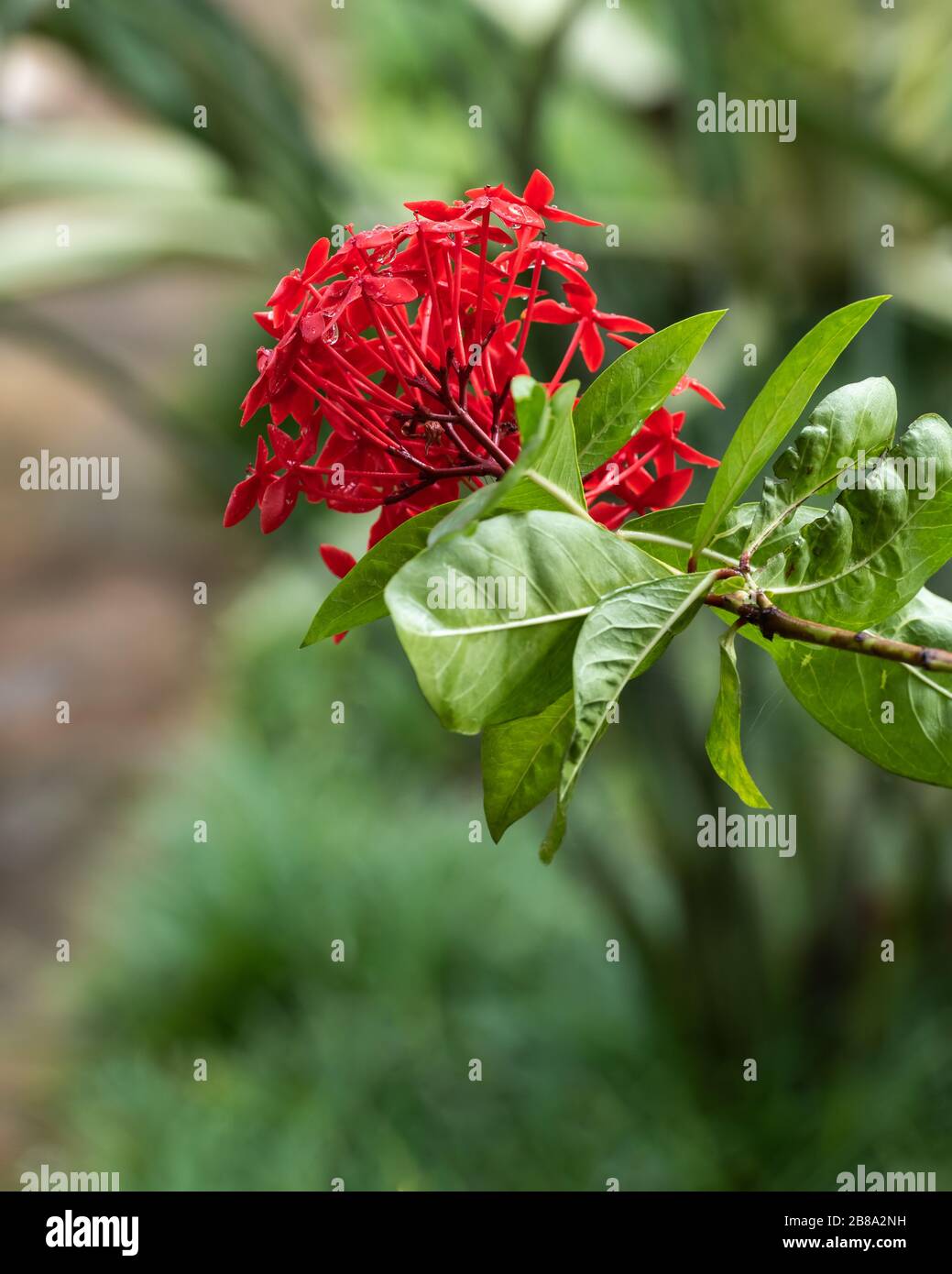 Fleur unique, très rouge sur une tige d'un arbuste avec des gouttelettes d'eau, entourée de feuilles vertes. Banque D'Images