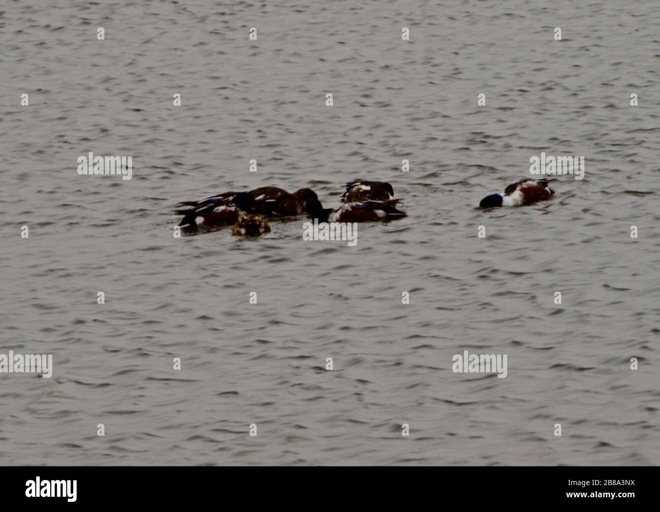 Les Canards Shoveller se nourrissant sur le lac de pêche public Lindsey City Park, Canyon, Texas. Banque D'Images