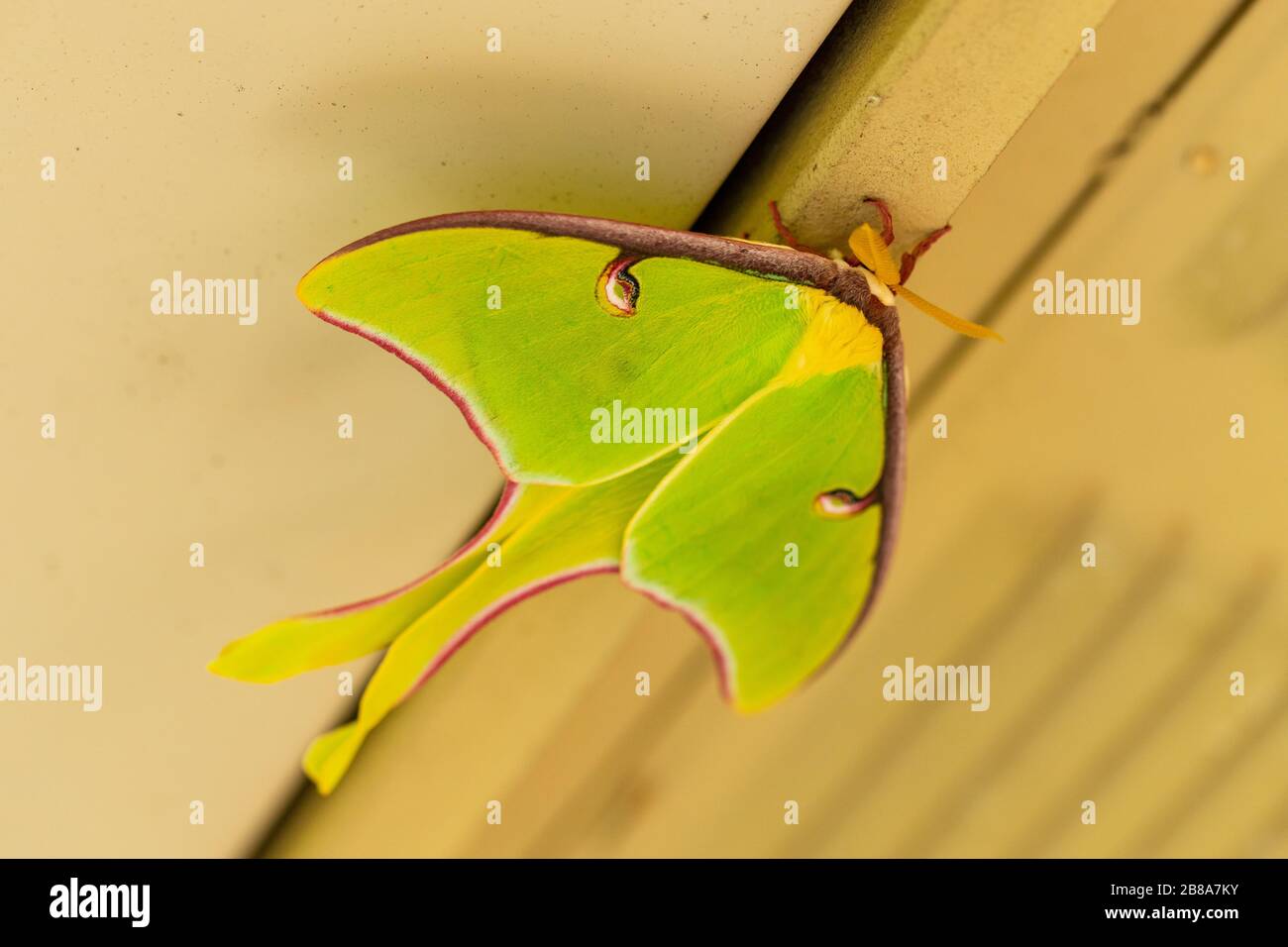 Un magnifique Luna Moth, Actias luna, avec des marges roses, au printemps. Banque D'Images