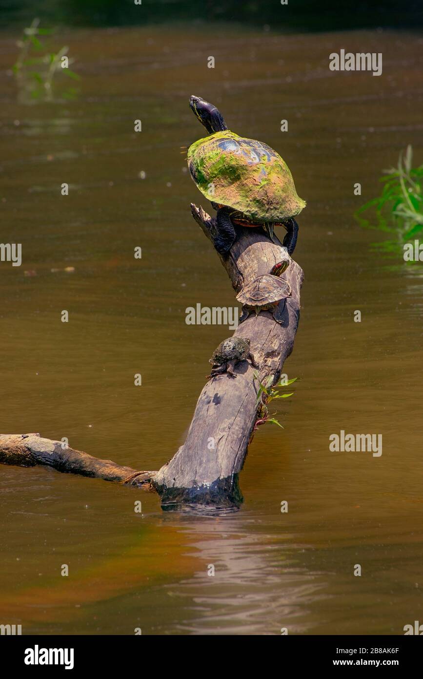 Trois Tortues se mettent au soleil sur un journal Banque D'Images