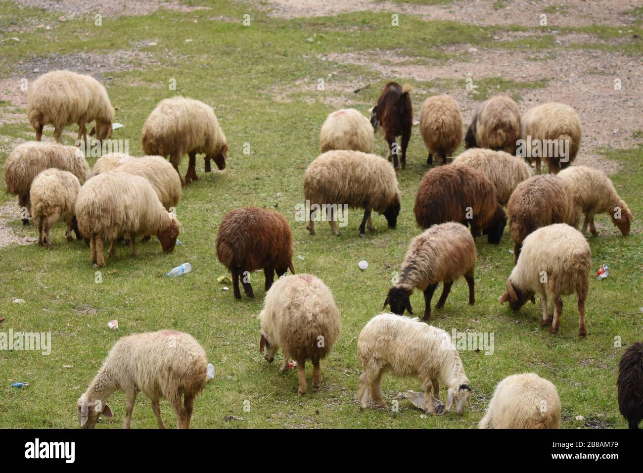 Les chèvres et les moutons paissent sous les ruines du château d'Al Karak en Jordanie. Un grand troupeau de manger de l'herbe. Banque D'Images