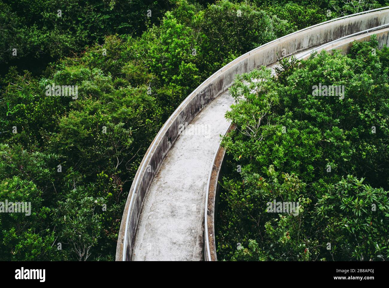 Videz la passerelle en béton dans les Everglades, au centre d'accueil de Shark Valley, en traversant les hauts de l'arbre vert Banque D'Images