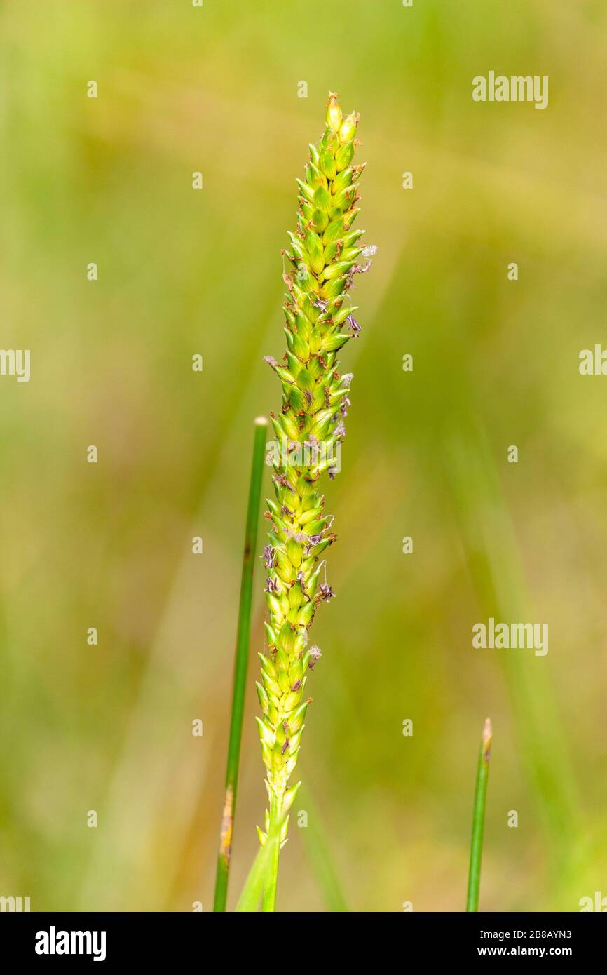 Fleur d'herbe du Bangladesh Banque D'Images