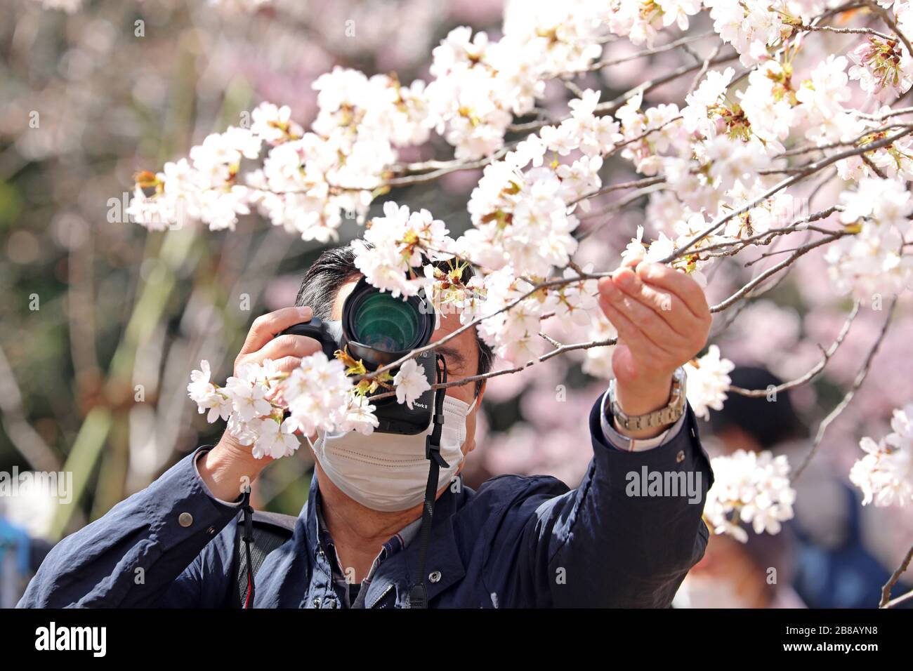Tokyo, Japon. 21 mars 2020. La peur du Coronavirus n'a pas arrêté les Japonais de prendre part à leur observation annuelle de cerisiers en fleurs. Armés de masques faciaux, les foules se sont transformées comme d'habitude pour photographier les arbres en fleurs dans le parc national Shinjuku Gyoen de Tokyo, à Shinjuku, au Japon. Il y a eu des restrictions sur les pique-niques organisés habituels, et la foule a peut-être été plus mince que l'année dernière, mais cela n'a pas permis aux gens de profiter des fleurs et de mettre en place quelques pique-niques improvisés, mais avec un peu plus d'espace entre les groupes que d'habitude. Crédit: Paul Brown/Alay Live News Banque D'Images