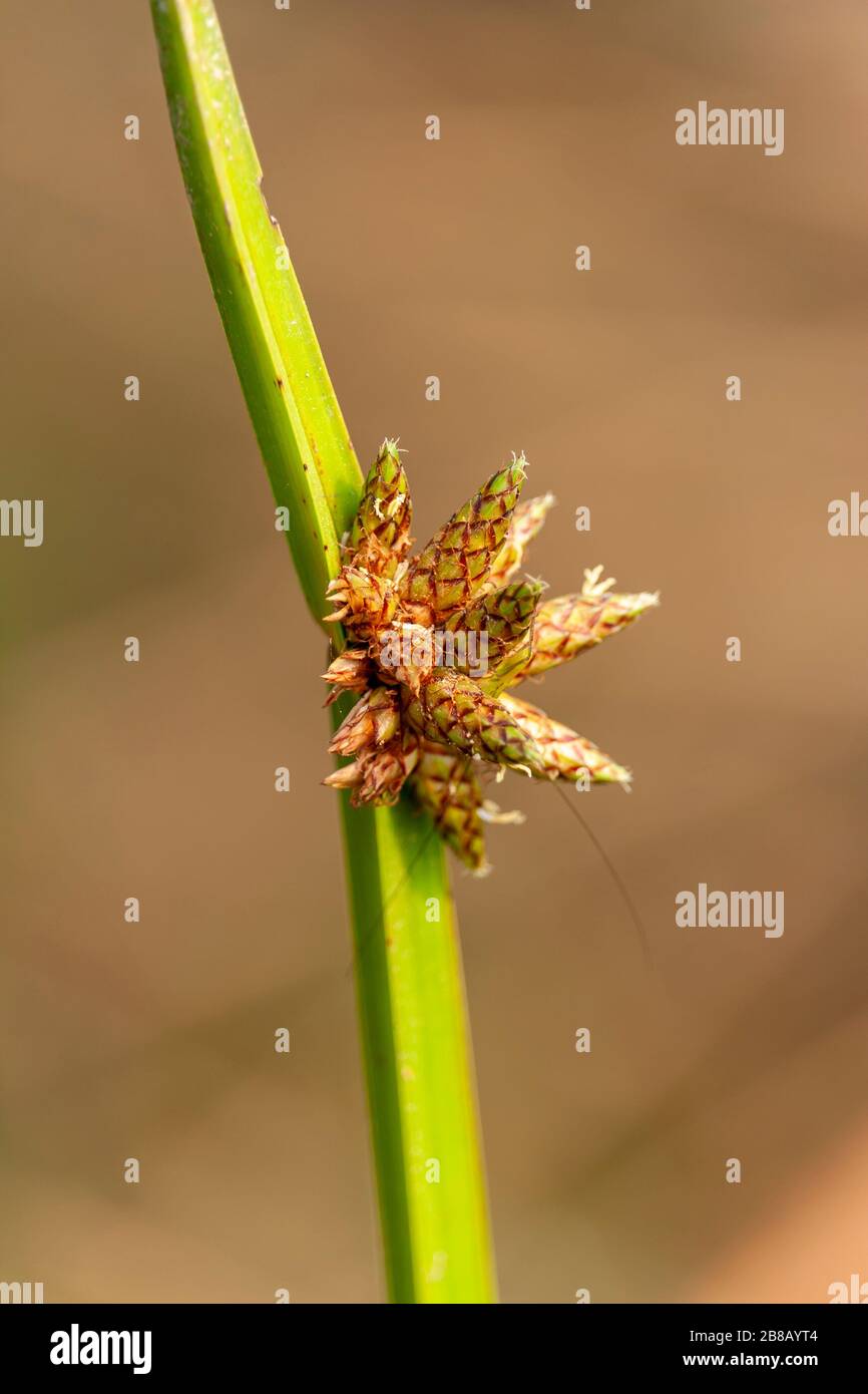 Fleur d'herbe du Bangladesh Banque D'Images