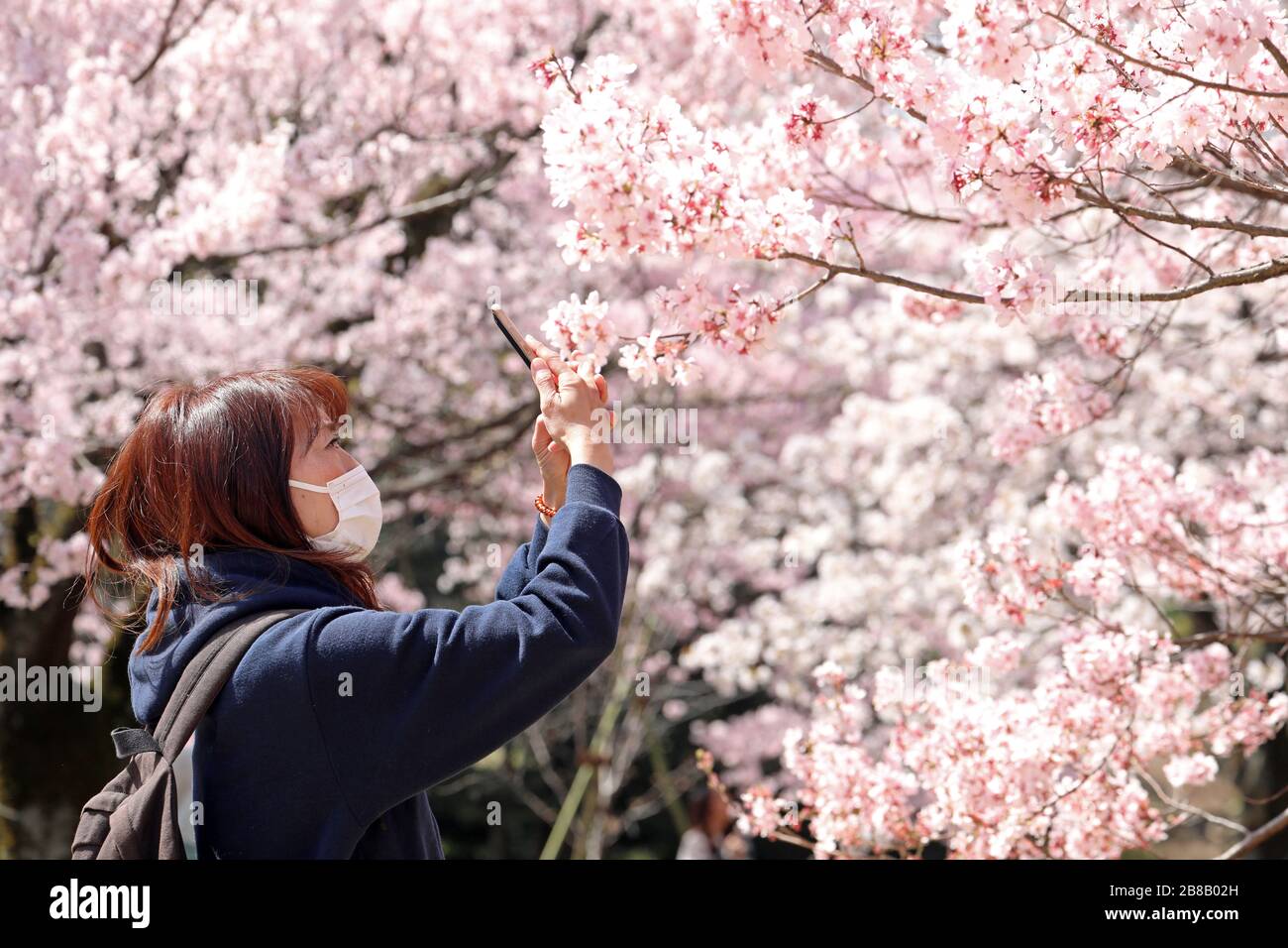 Tokyo, Japon. 21 mars 2020. La peur du Coronavirus n'a pas arrêté les Japonais de prendre part à leur observation annuelle de cerisiers en fleurs. Armés de masques faciaux, les foules se sont transformées comme d'habitude pour photographier les arbres en fleurs dans le parc national Shinjuku Gyoen de Tokyo, à Shinjuku, au Japon. Il y a eu des restrictions sur les pique-niques organisés habituels, et la foule a peut-être été plus mince que l'année dernière, mais cela n'a pas permis aux gens de profiter des fleurs et de mettre en place quelques pique-niques improvisés, mais avec un peu plus d'espace entre les groupes que d'habitude. Crédit: Paul Brown/Alay Live News Banque D'Images