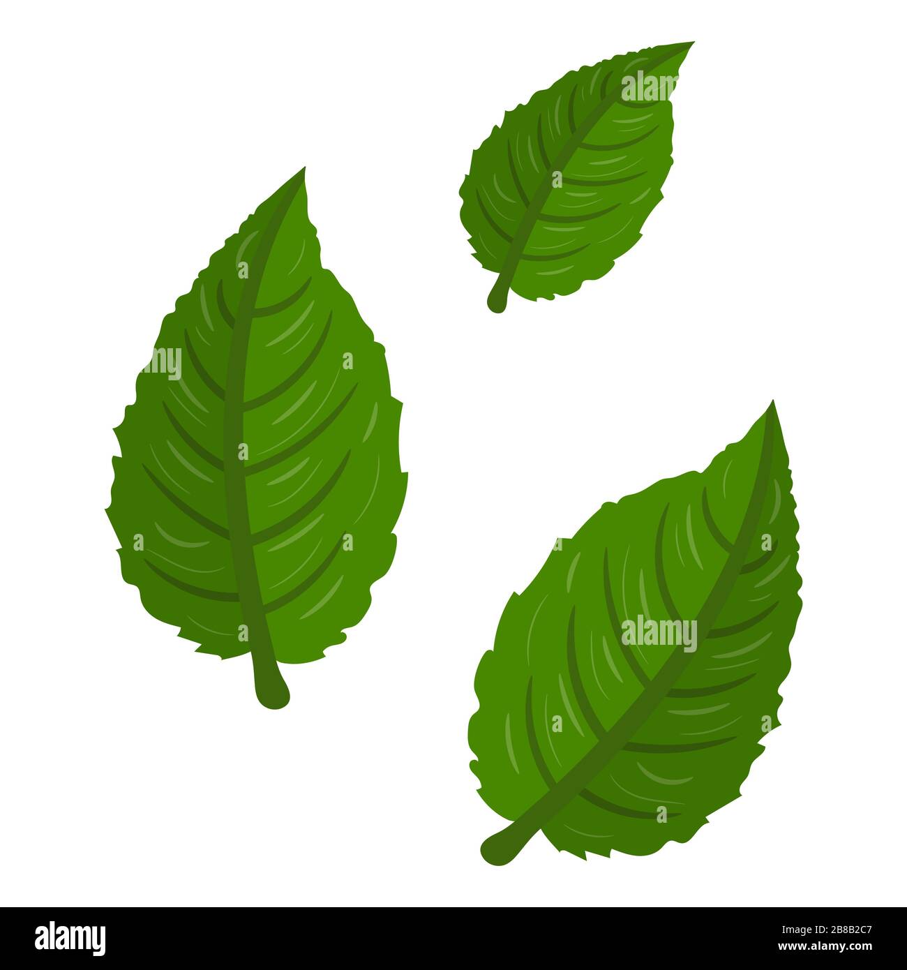 Feuilles Vertes De Kiwi Isolees Sur Fond Blanc Style De Dessin Anime Illustration Vectorielle Pour N Importe Quelle Conception Image Vectorielle Stock Alamy