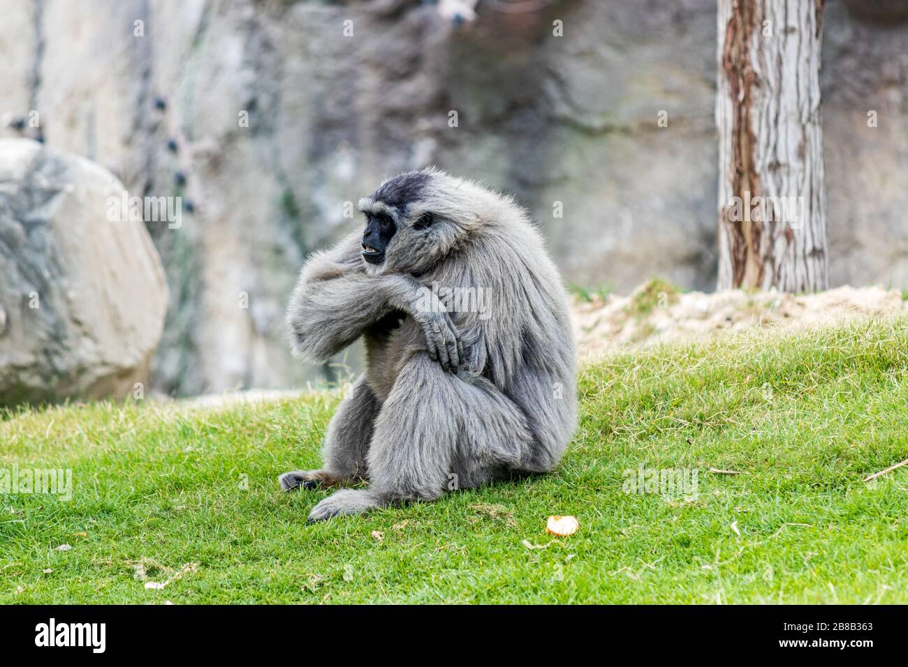 Gibbon gris assis sur l'herbe derrière de grandes roches Banque D'Images