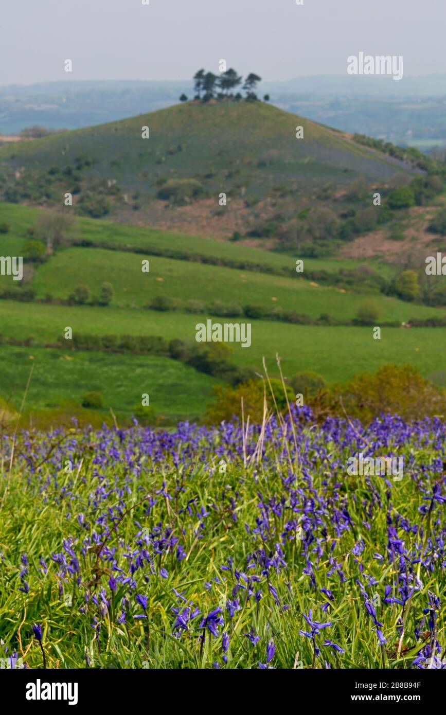 Une vue printanière de Colmers Hill près de Bridgport à Dorset, Angleterre, Royaume-Uni, de Eype vers le bas avec un champ de bluebells au premier plan Banque D'Images