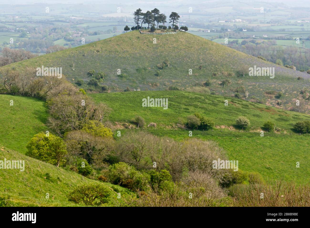 Une vue dynamique de Colmers Hill près de Bridgport à Dorset, Angleterre, Royaume-Uni, avec des cloches sur ses pentes inférieures, comme vu de Quarry Hill, Chideok. Banque D'Images