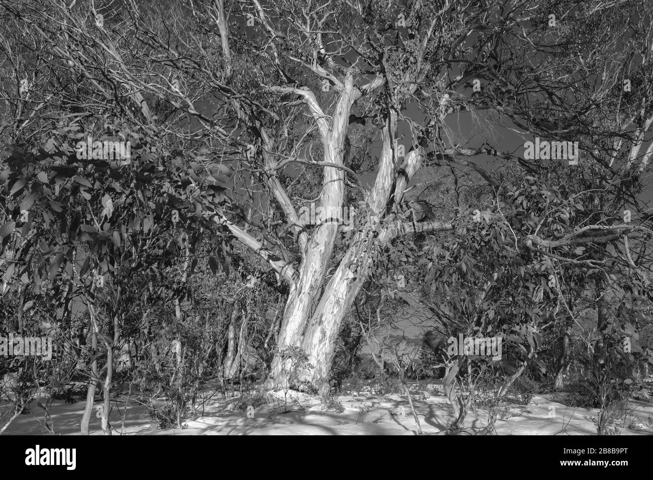 Parc national de Kosciuszko, Nouvelle-Galles du Sud Banque D'Images