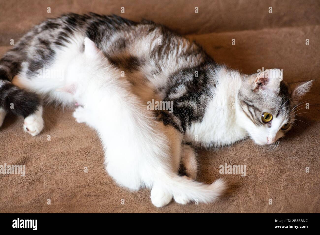 Nouveau Ne Petits Chatons Pour La Premiere Fois Sucer Un Lait De Chats Avec Les Yeux Fermes Les Petits Chatons Albinos Sont Completement Blancs Le Chat A Donne Naissance A Des Chatons Et