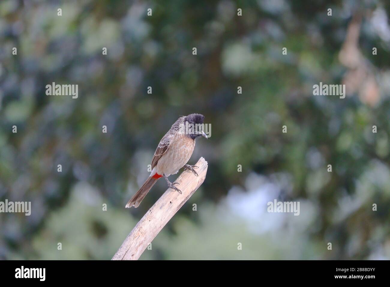 Un taubul mâle à caprice noire perché tige d'arbre sèche dans la nature, observation des oiseaux Banque D'Images