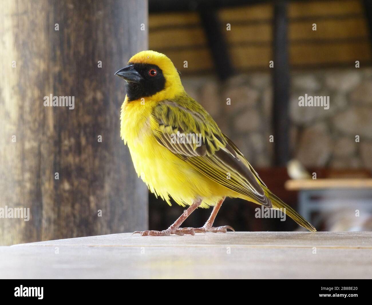 Baya Sakalava weaver Weber oiseau gros plan - oiseau jaune à visage noir et bec à Solitaire en Namibie Afrique assis sur une table Banque D'Images