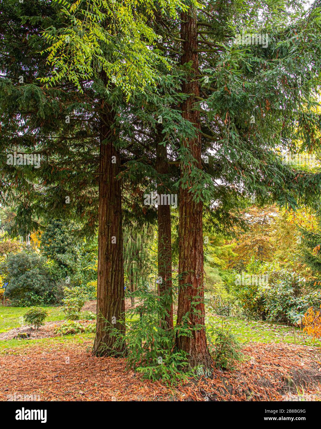 Trois arbres de Fir se tenant ensemble à un arboretum local Banque D'Images