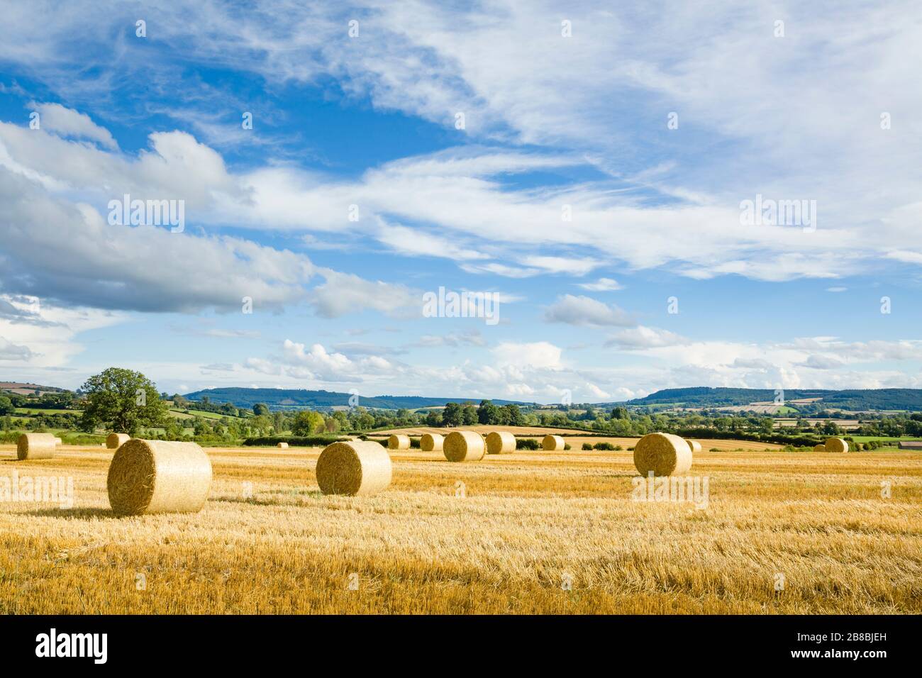 Balles circulaires de foin et terres agricoles avec ciel bleu et campagne anglaise. Shropshire, Royaume-Uni Banque D'Images