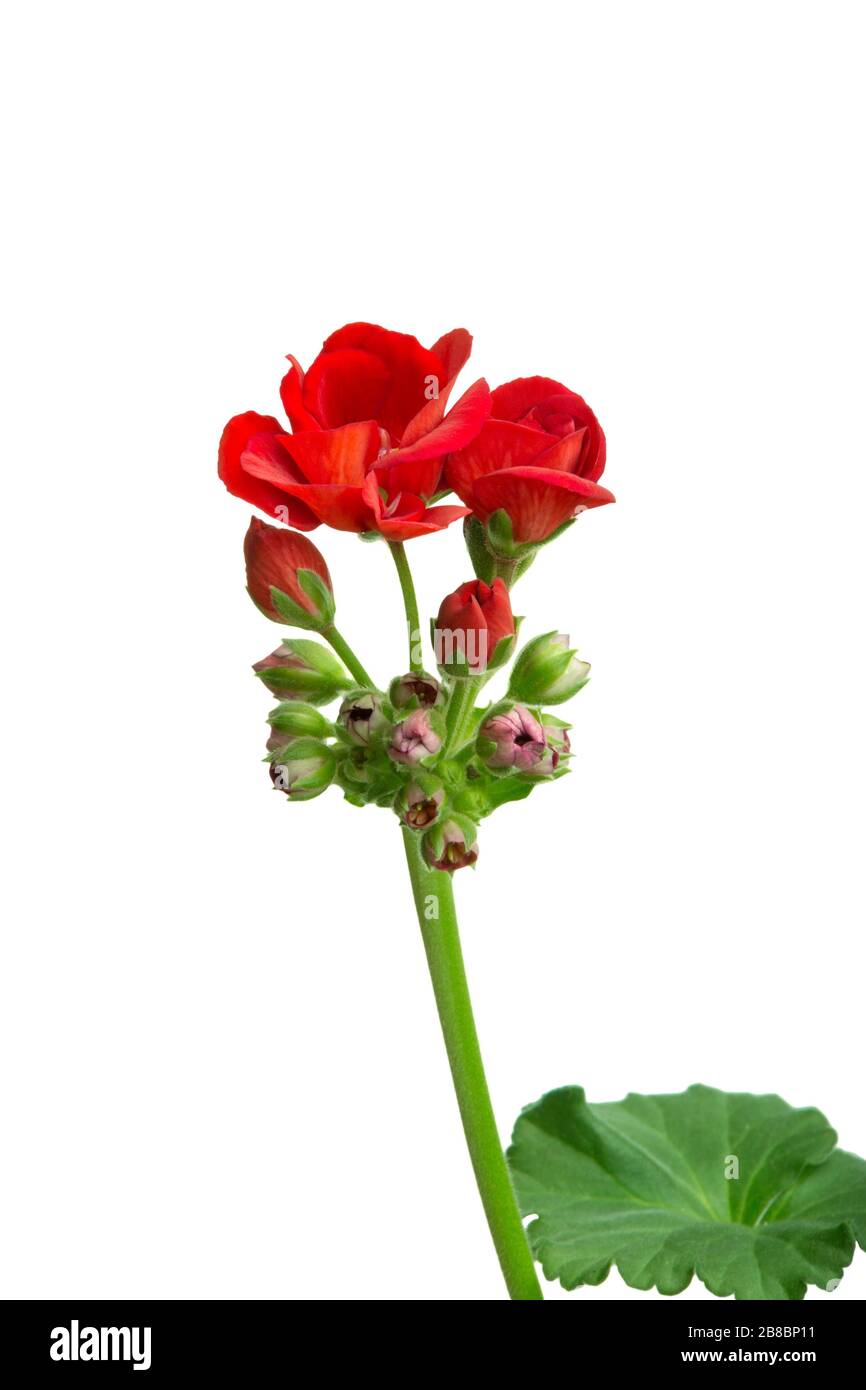 image de la fleur intérieure géranium pelargonium fleuri avec des fleurs rouges sur fond blanc Banque D'Images