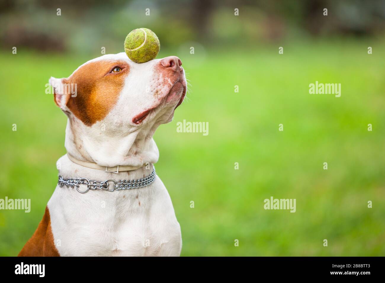 Vue latérale de l'adorable chien rouge et blanc tenant la balle sur le nez. Magnifique taureau à noyau avec chaîne sur l'entraînement à l'extérieur. Isolé sur fond vert flou Banque D'Images