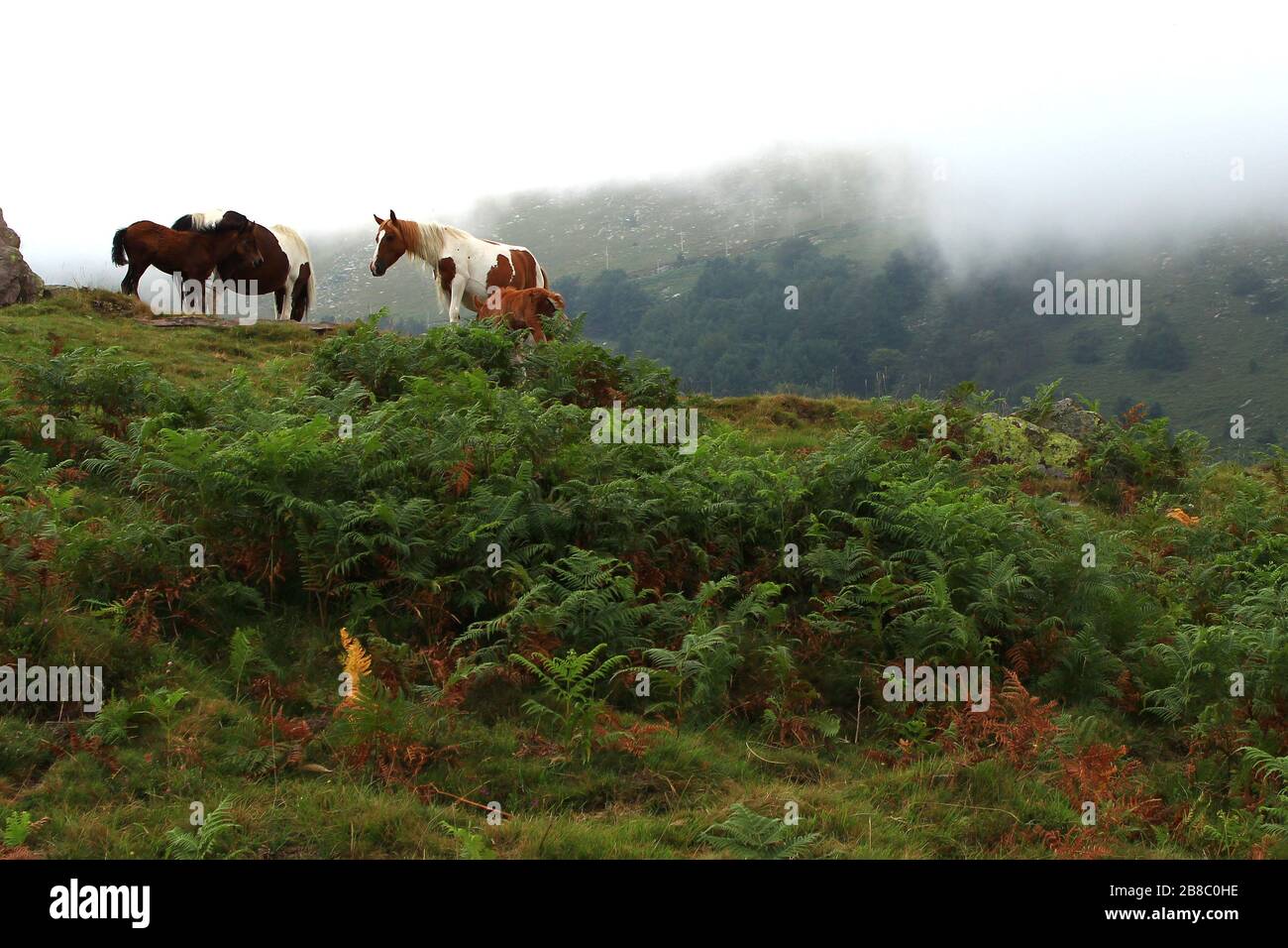 Sous la brume, quatre chevaux pottok brassent l'herbe de juillet sur les côtés de la Rhune (Pays basque français) Banque D'Images