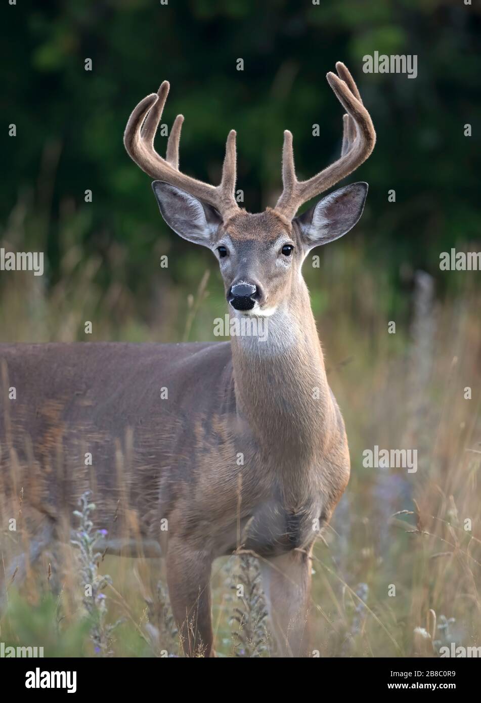 Buck de cerf de Virginie (Odocoileus virginianus) avec des bois de velours dans la lumière tôt le matin en été Au Canada Banque D'Images