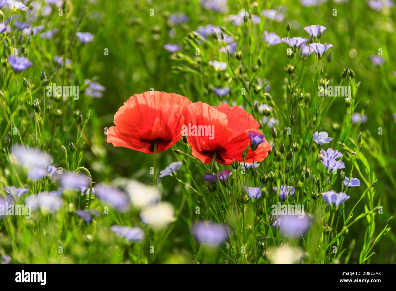 Adorez les fleurs. Saint Valentin : couple de coquelicots. Fleurs sauvages dans la prairie verte. Pouilles, Italie. Banque D'Images