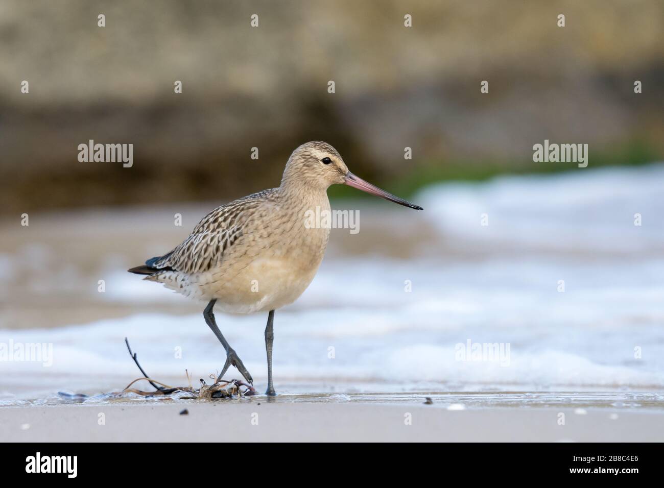 Gargousse à queue de bar (Limosa lapponica), juvénile debout sur la plage de sable en toile de fond d'eau moulée. Mer Baltique, Pologne Banque D'Images