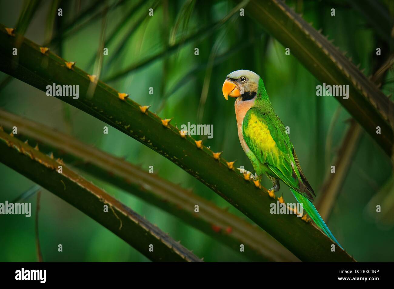 Red-breasted Parakeet Psittacula alexandri coloré vert - perruche, l'alimentation alternative name est le tyranneau perruche, nom spécifique scientifique Banque D'Images