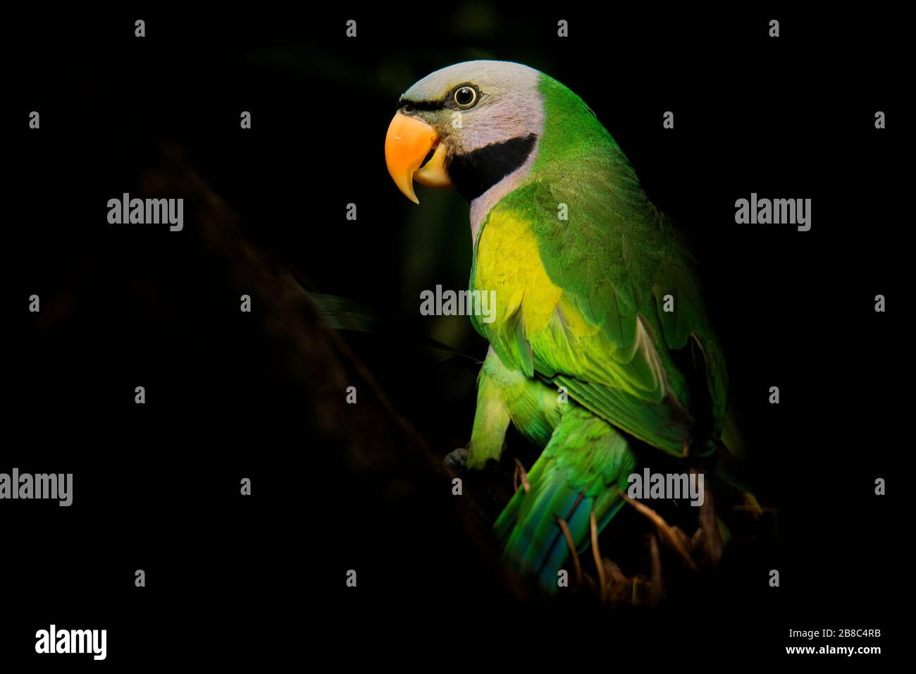 Red-breasted Parakeet Psittacula alexandri coloré vert - perruche, l'alimentation alternative name est le tyranneau perruche, nom spécifique scientifique Banque D'Images