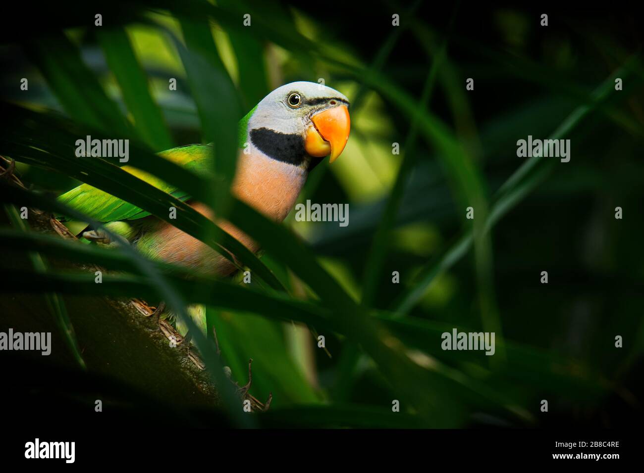 Red-breasted Parakeet Psittacula alexandri coloré vert - perruche, l'alimentation alternative name est le tyranneau perruche, nom spécifique scientifique Banque D'Images