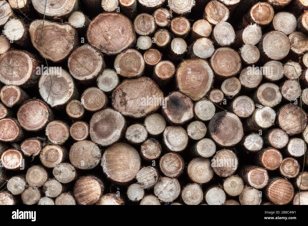 Fond abstrait avec bois gélifié, Allemagne. Banque D'Images