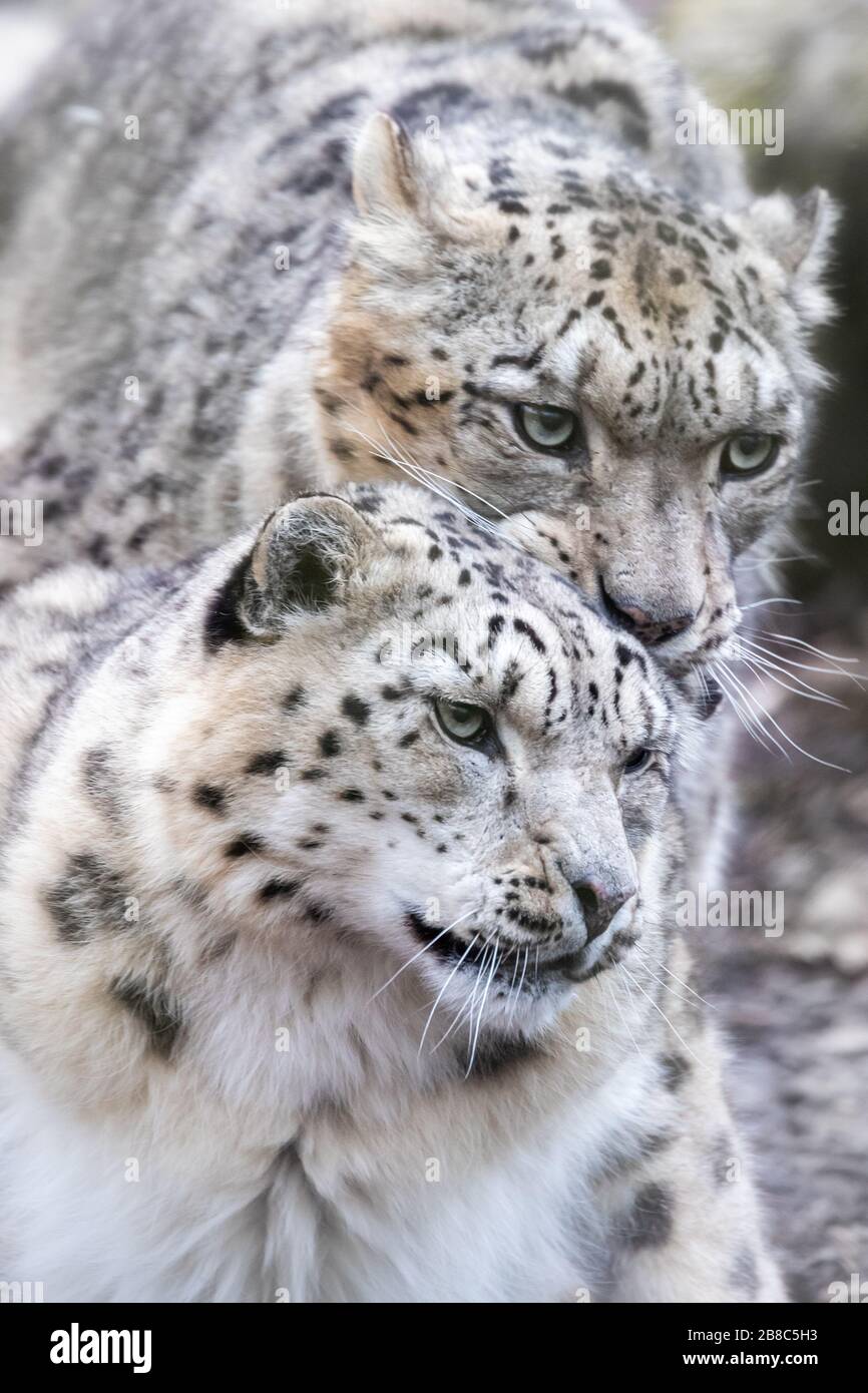 Léopards à neige mâles et femelles, panthera uncia, paire d'accouplement. Gros plan portfiat. Banque D'Images