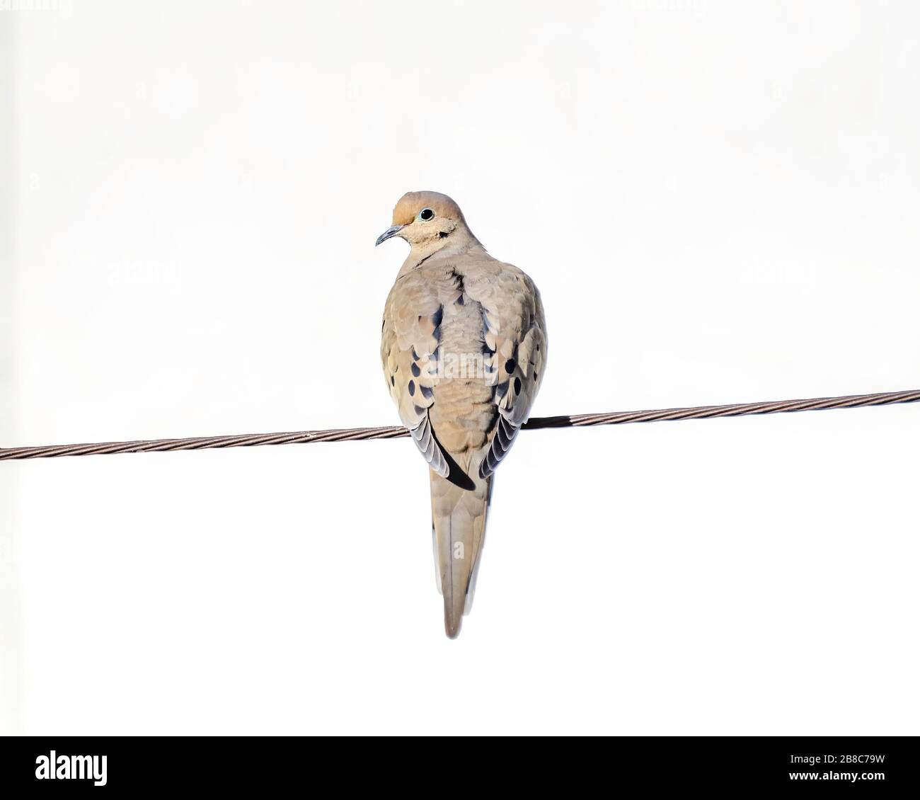 Deuil Dove (Zenaida macroura), Los Angeles, Californie. Banque D'Images