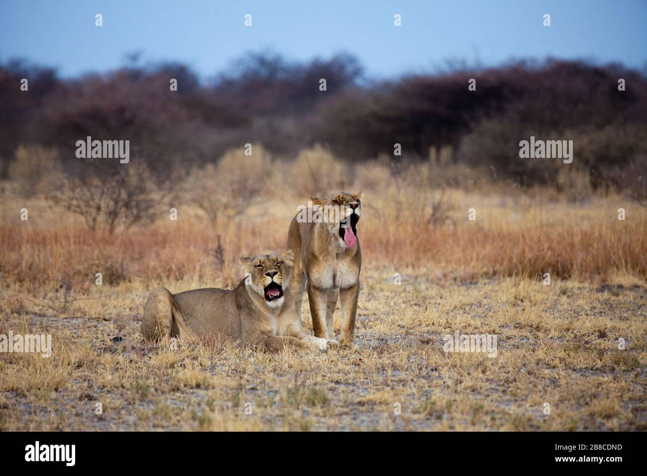 Deux lionesses d'humeur sociale Banque D'Images