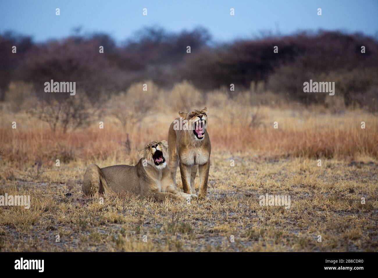 Deux lionesses d'humeur sociale Banque D'Images
