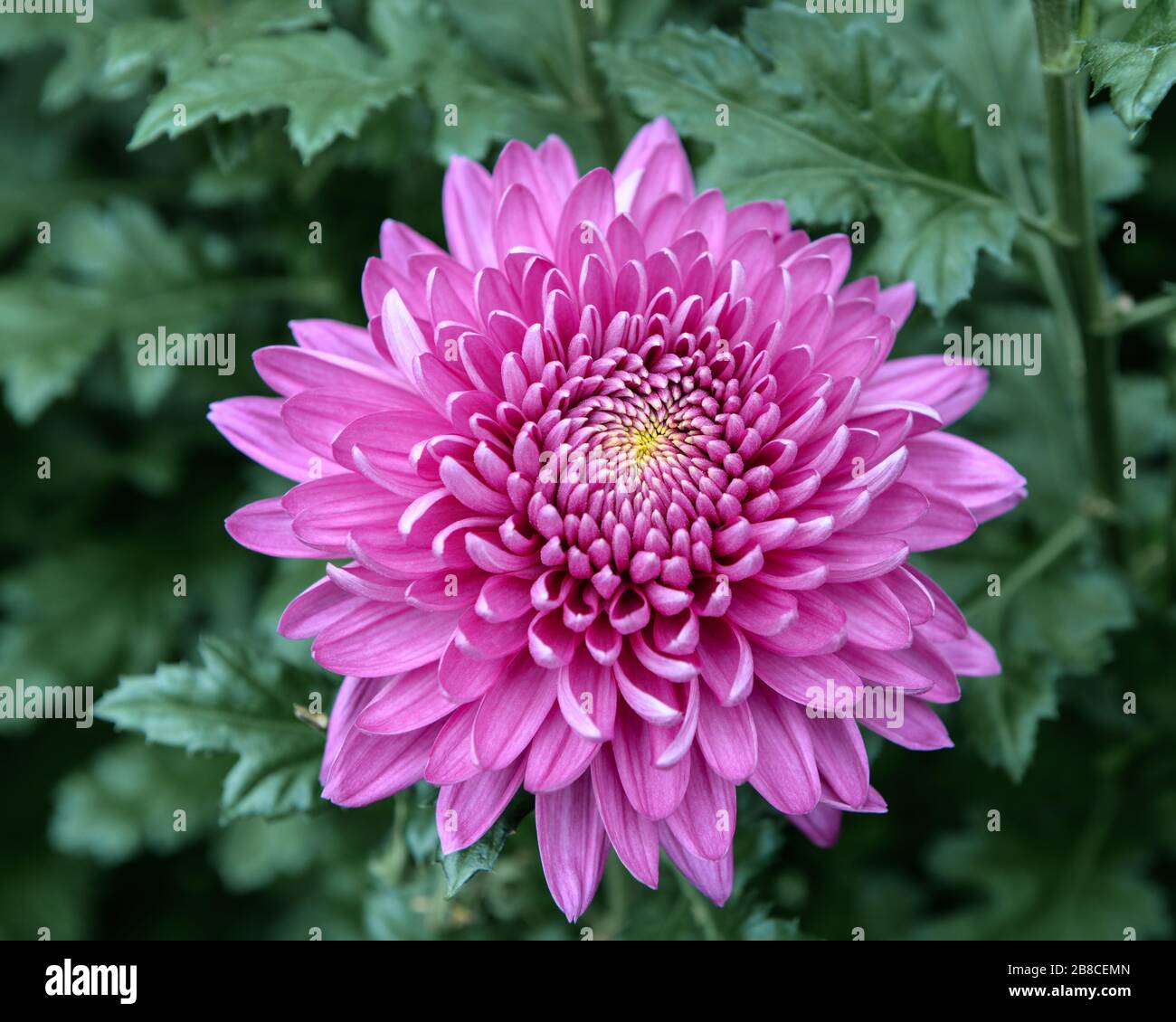 Tête de fleur de chrysanthème rose vif et lumineux avec des étamines jaunes et des feuilles vertes floues en arrière-plan. Banque D'Images