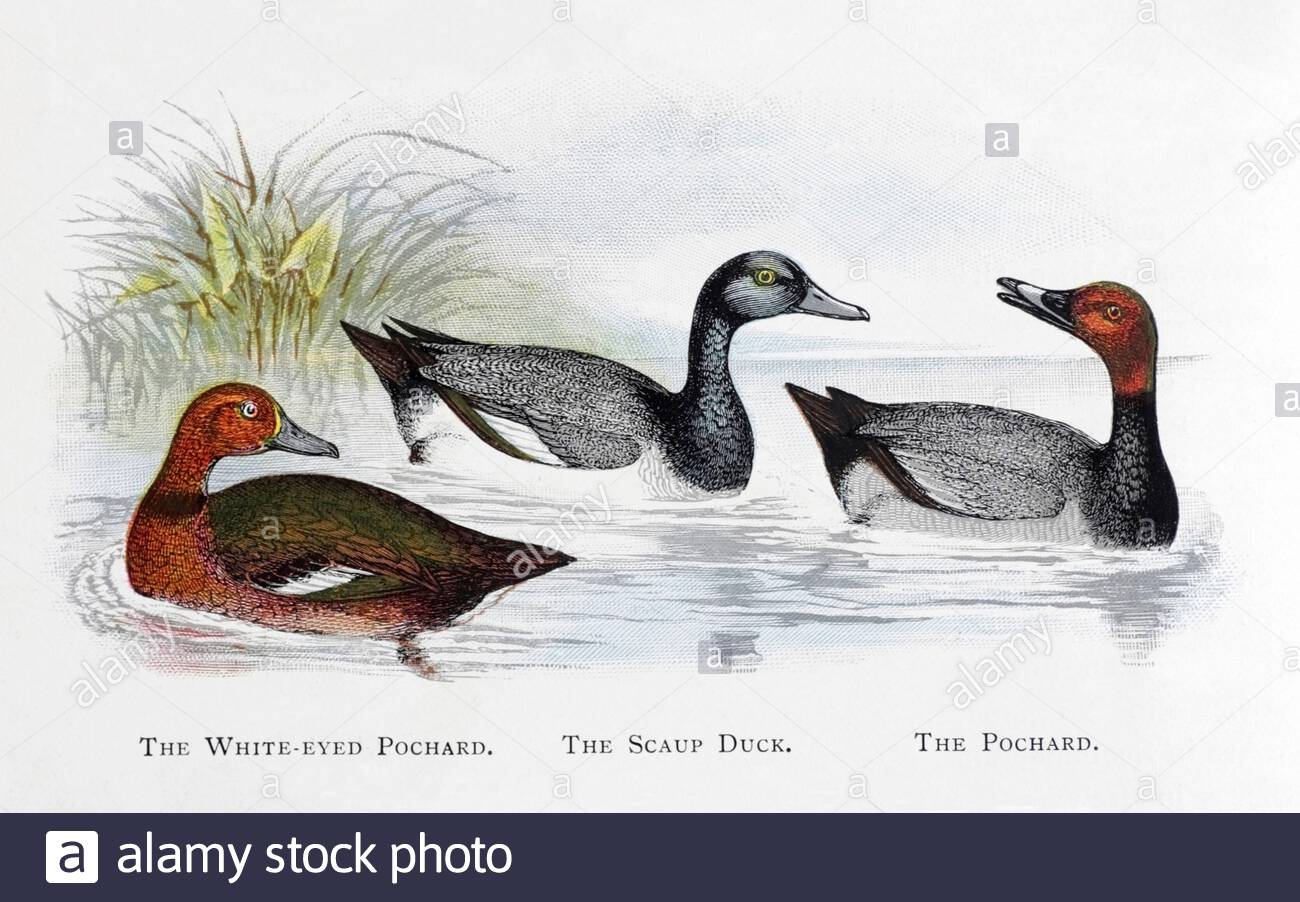 White Eyed Pochard (Aythya nyroca), Scaup (Aythya marila), Pochard (Aythya ferina), illustration vintage publiée en 1898 Banque D'Images