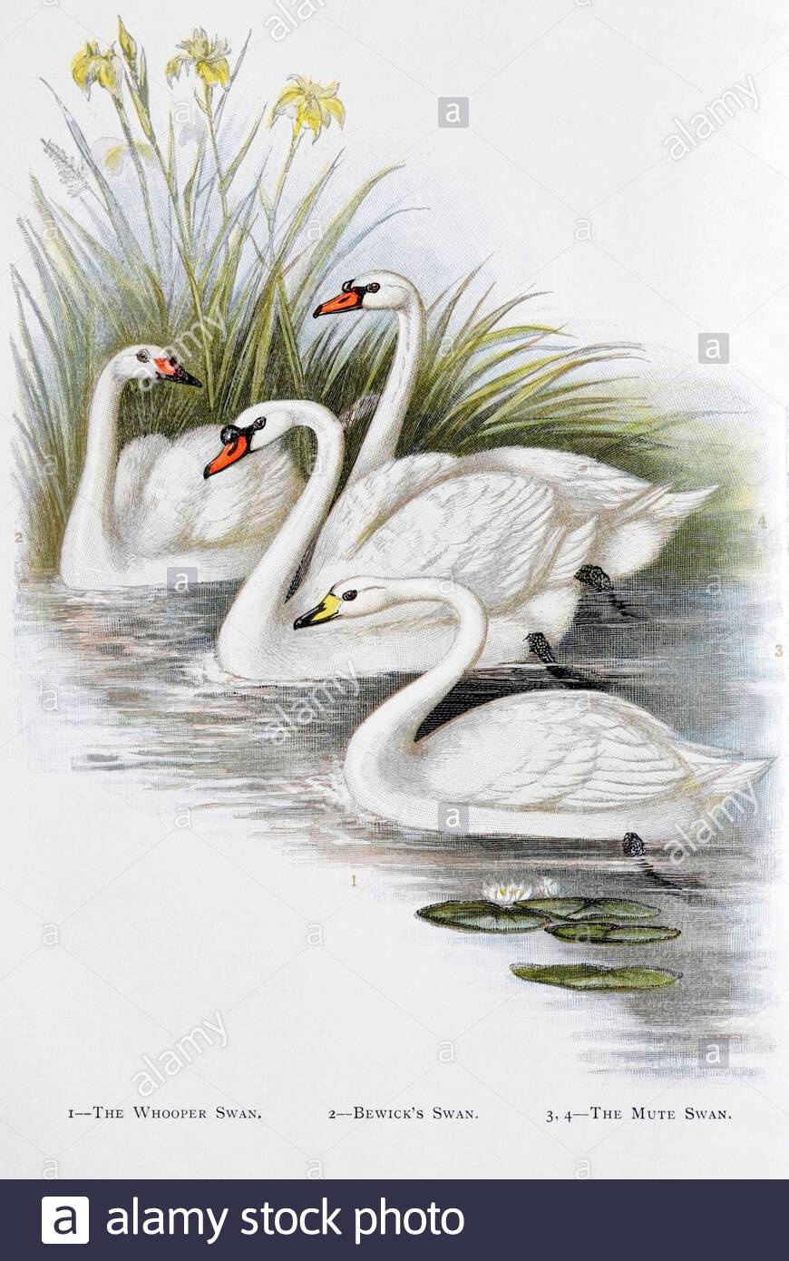 Whooper Swan (Cygnus cygnus), Mute Swan (Cygnus olor), Bewick's Swan (Cygnus columbianus bewickii), illustration vintage publiée en 1898 Banque D'Images